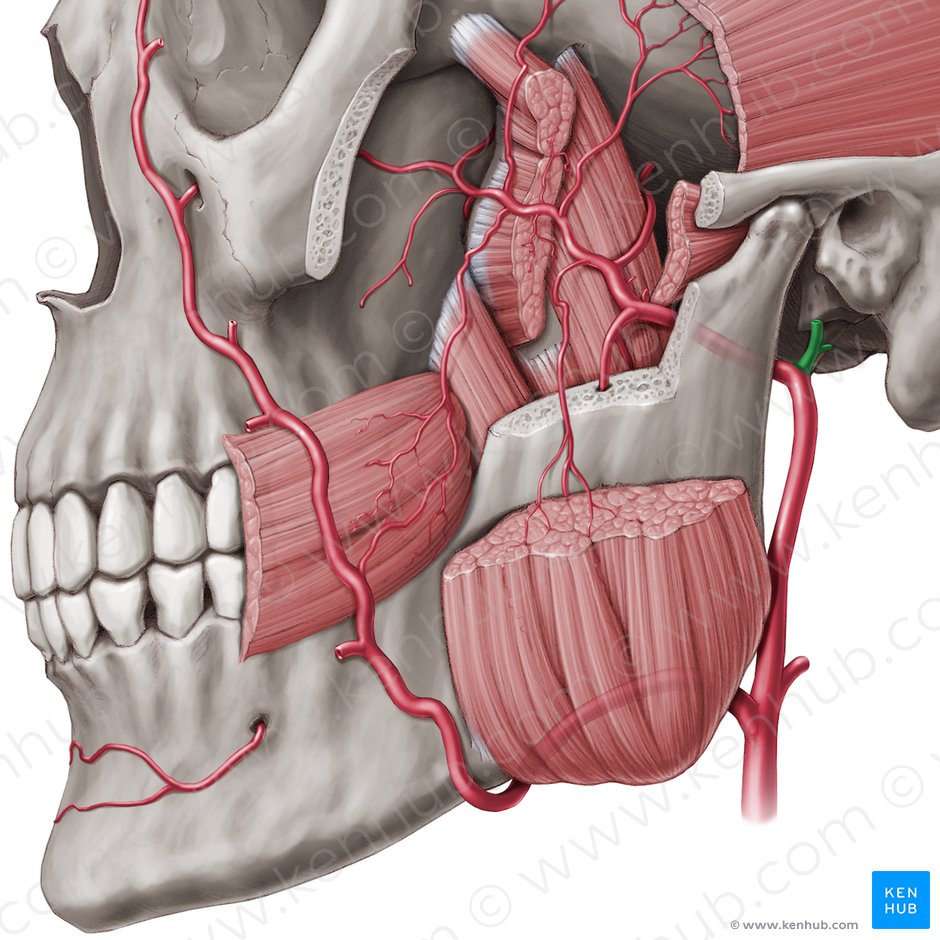 Artéria temporal superficial (Arteria temporalis superficialis); Imagem: Paul Kim