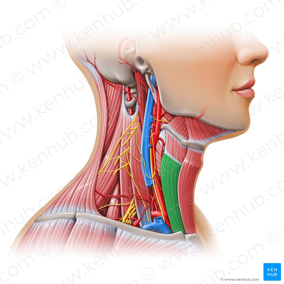 Musculus sternothyroideus (Brustbein-Schildknorpel-Muskel); Bild: Paul Kim