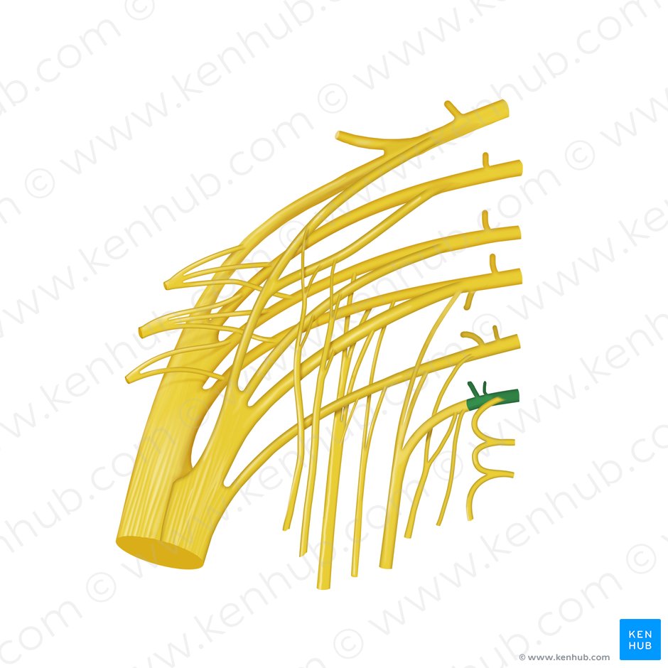 Nervio Espinal S4 (Nervus spinalis S4); Imagen: Begoña Rodriguez