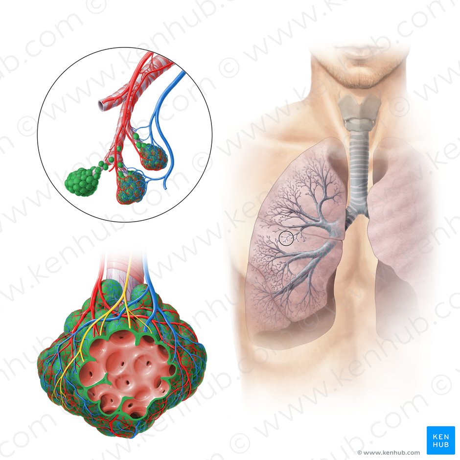 Alvéolo pulmonar (Alveolus pulmonis); Imagem: Paul Kim