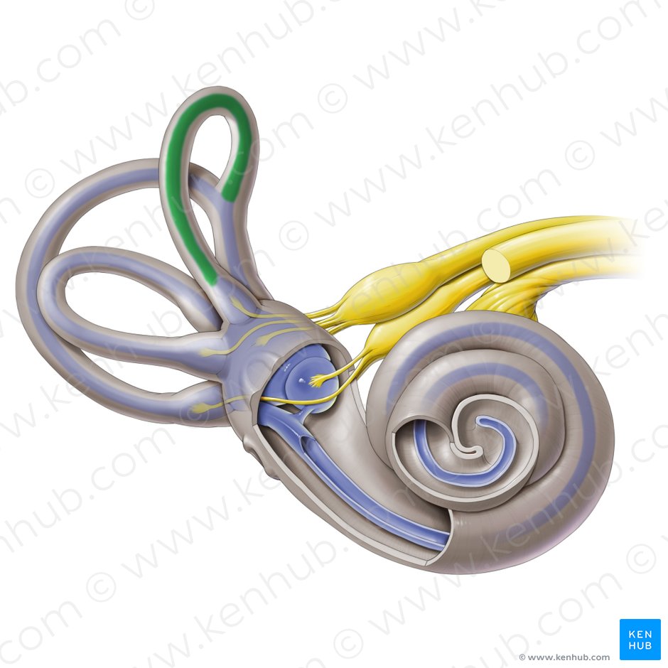 Anterior semicircular duct (Ductus semicircularis anterior); Image: Paul Kim