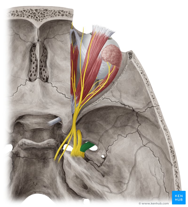 Mandibular nerve: Anatomy and function | Kenhub