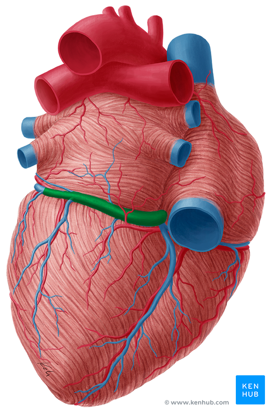 Blutversorgung des Herzens: Koronargefäße und Herzvenen | Kenhub