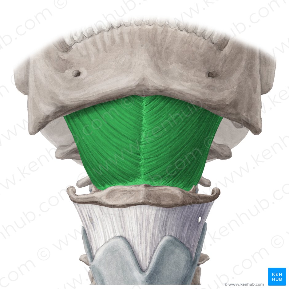 Mylohyoid muscle (Musculus mylohyoideus); Image: Yousun Koh