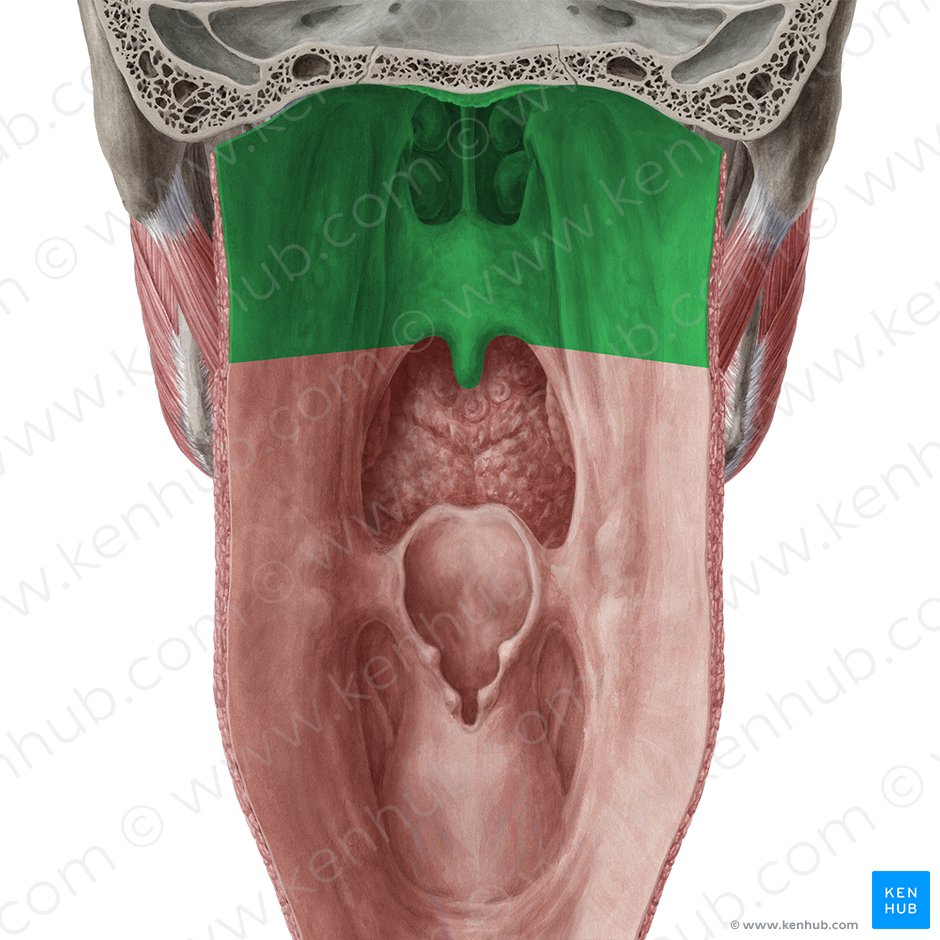 Pars nasalis pharyngis (Nasenrachen); Bild: Yousun Koh