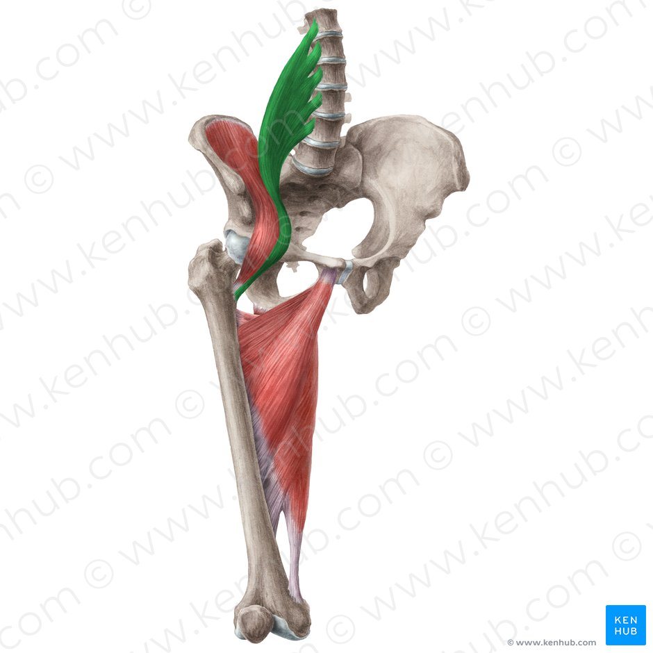 Psoas major muscle (Musculus psoas major); Image: Liene Znotina