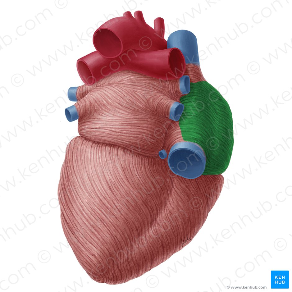 Right atrium of heart (Atrium dextrum cordis); Image: Yousun Koh