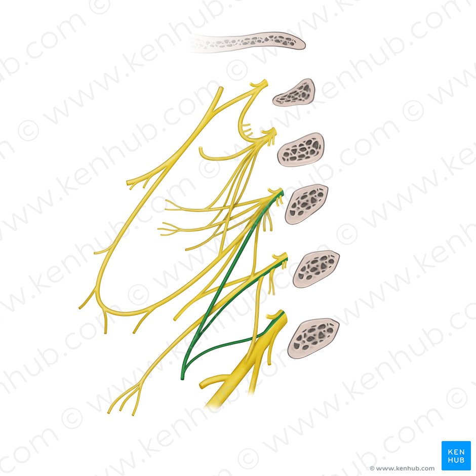 nervio frénico (Nervus phrenicus); Imagen: Begoña Rodríguez