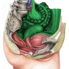 Peritônio e cavidade peritoneal