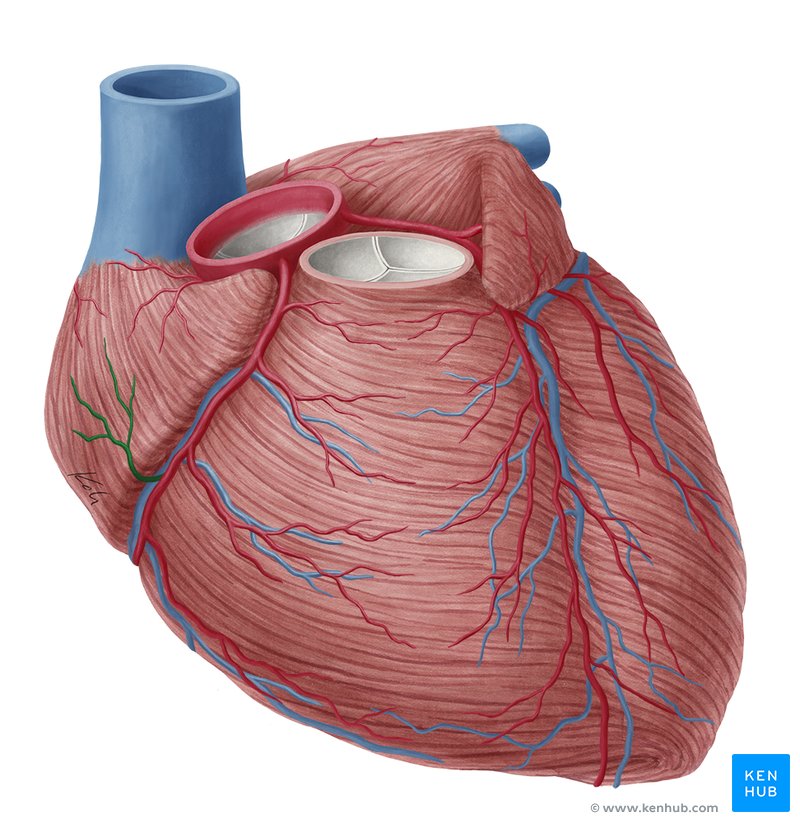Right coronary artery: Anatomy, branches, supply | Kenhub