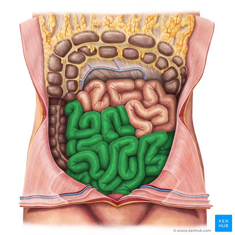 List 99+ Images Structure That Suspends The Small Intestine From The ...