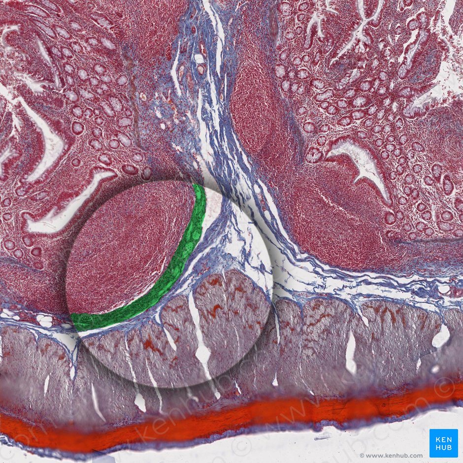 Muscularis mucosae (Lamina muscularis mucosae); Image: 
