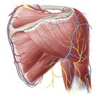 Vasos sanguíneos e nervos do braço e do ombro