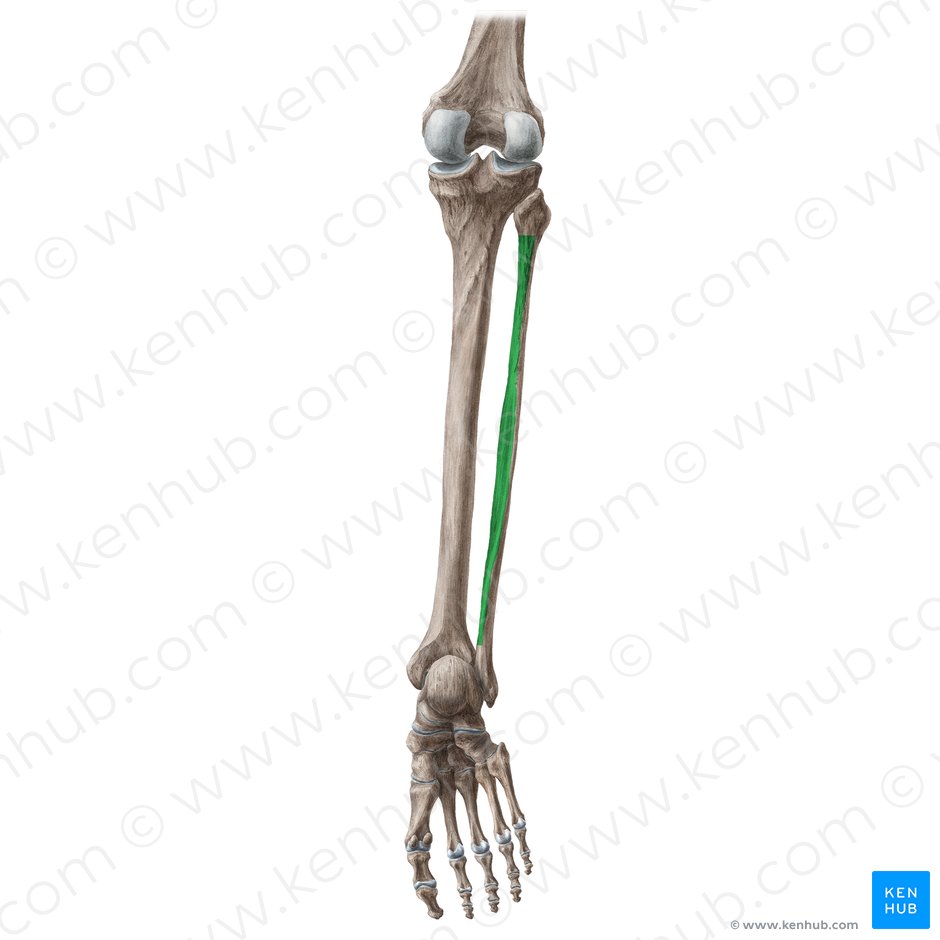 Posterior surface of fibula (Facies posterior fibulae); Image: Liene Znotina