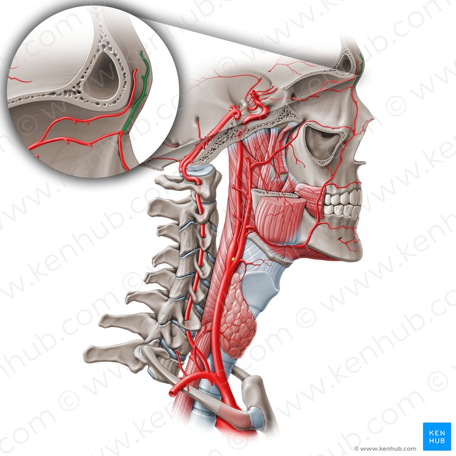 Arteria frontal (Arteria supratrochlearis); Imagen: Paul Kim