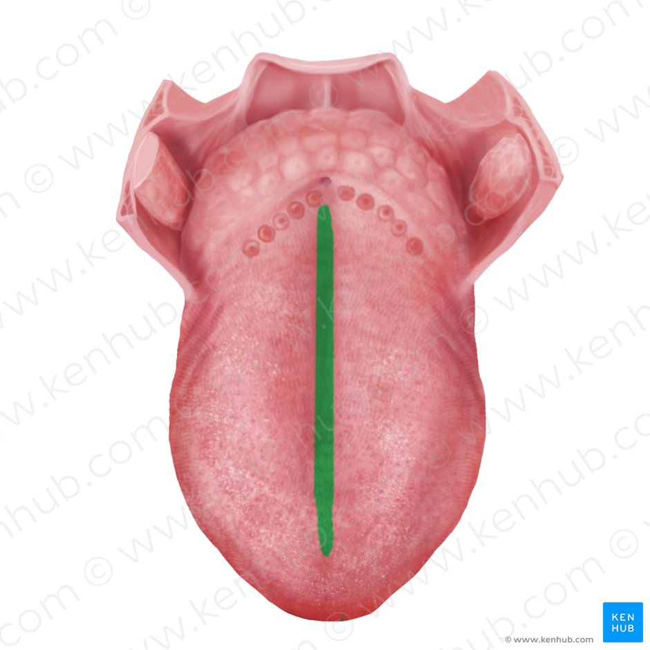 Median sulcus of tongue (Sulcus medianus linguae); Image: Begoña Rodriguez