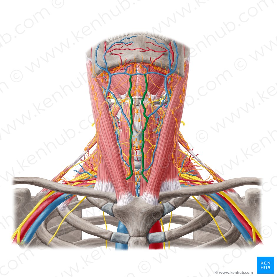 Vena yugular anterior (Vena jugularis anterior); Imagen: Yousun Koh