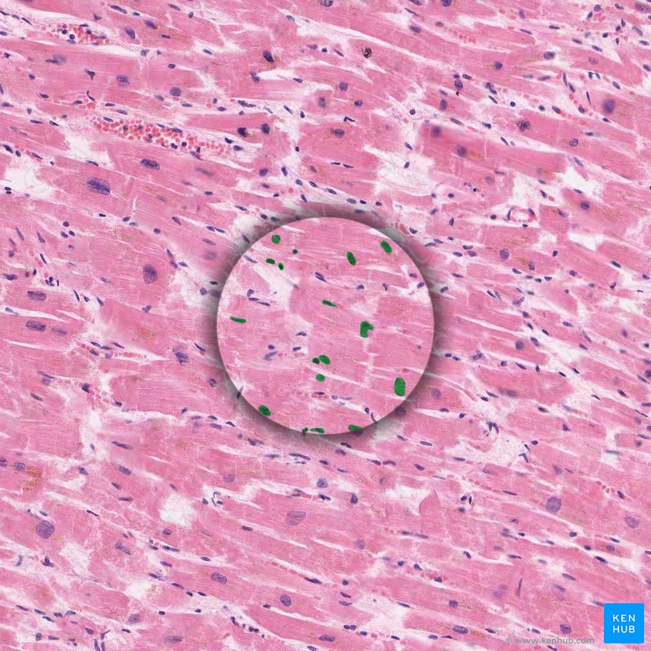 Núcleos de células musculares cardíacas (Nuclei cardiomyocytorum); Imagen: 
