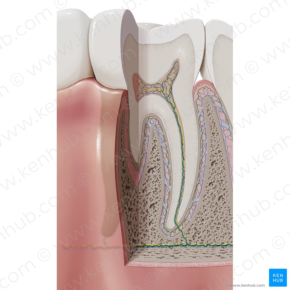 Dental arteries (Arteriae dentales); Image: Paul Kim