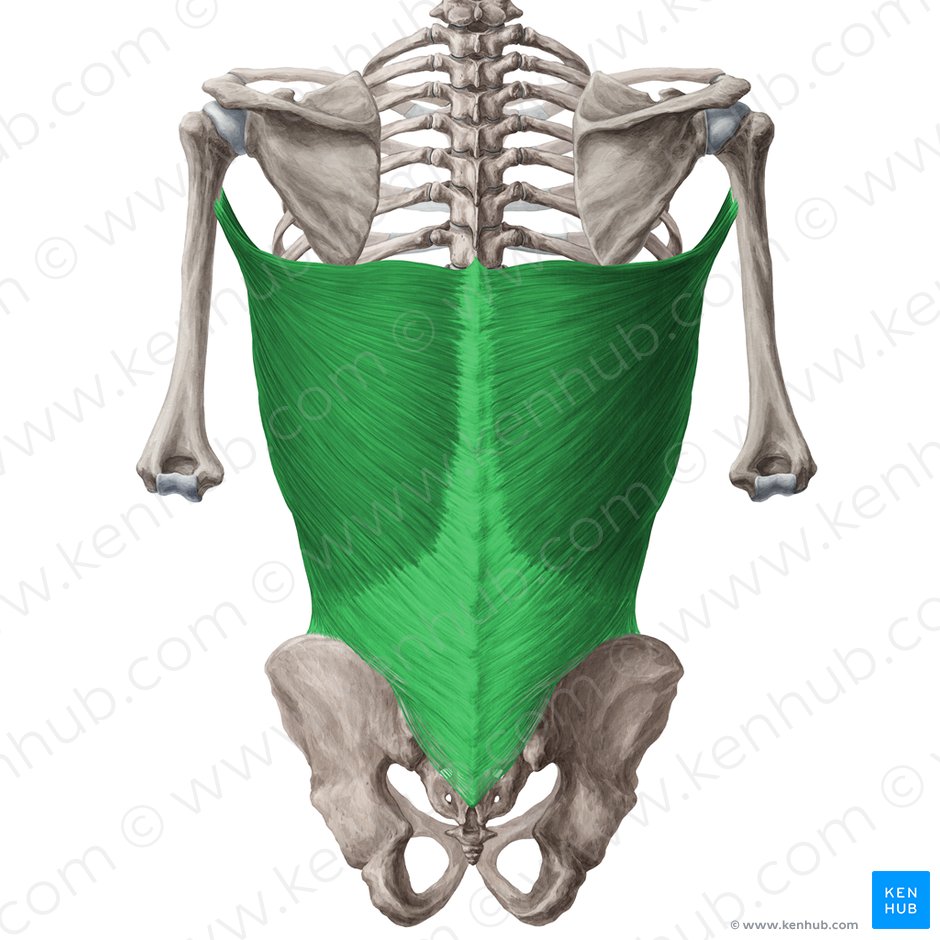 Latissimus dorsi muscle (Musculus latissimus dorsi); Image: Yousun Koh