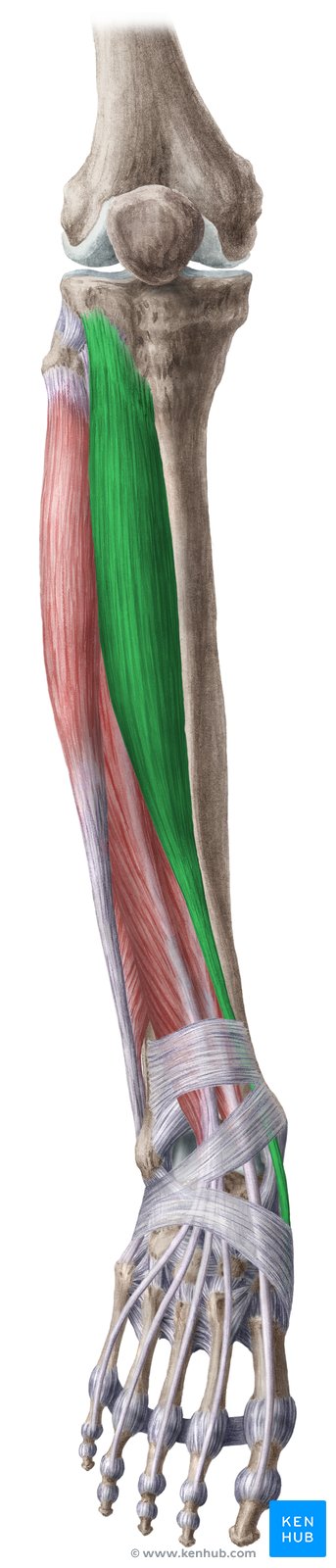 Anterior muscles of the leg: Anatomy and function | Kenhub