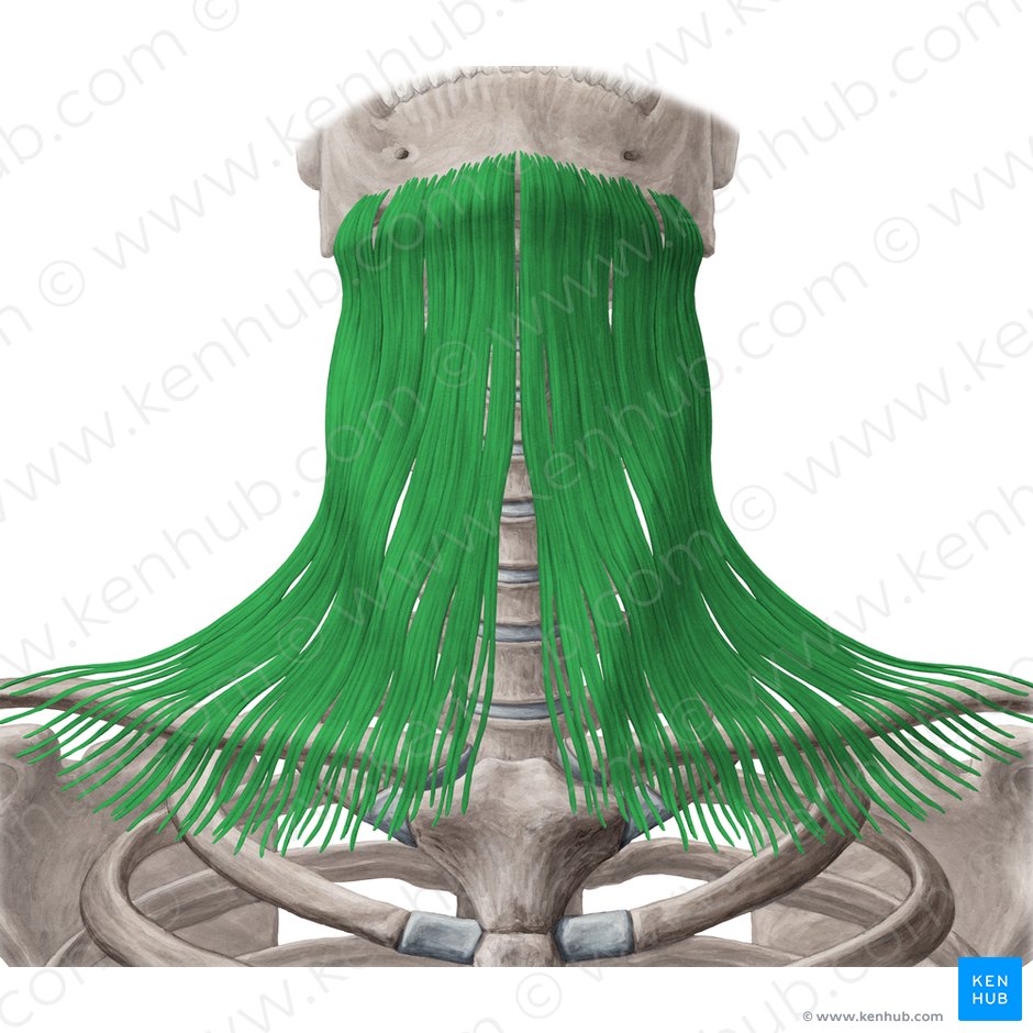Músculo platisma (Musculus platysma); Imagen: Yousun Koh