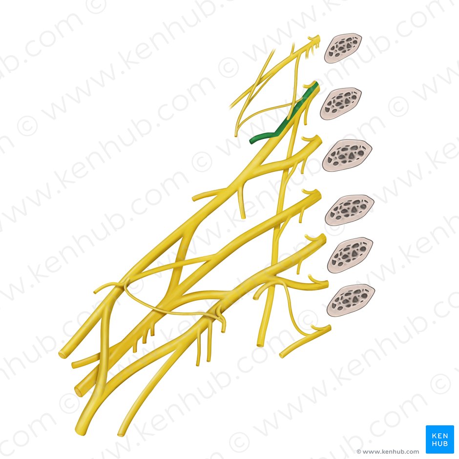 Dorsal scapular nerve (Nervus dorsalis scapulae); Image: Begoña Rodriguez