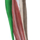 Músculos fibulares da perna