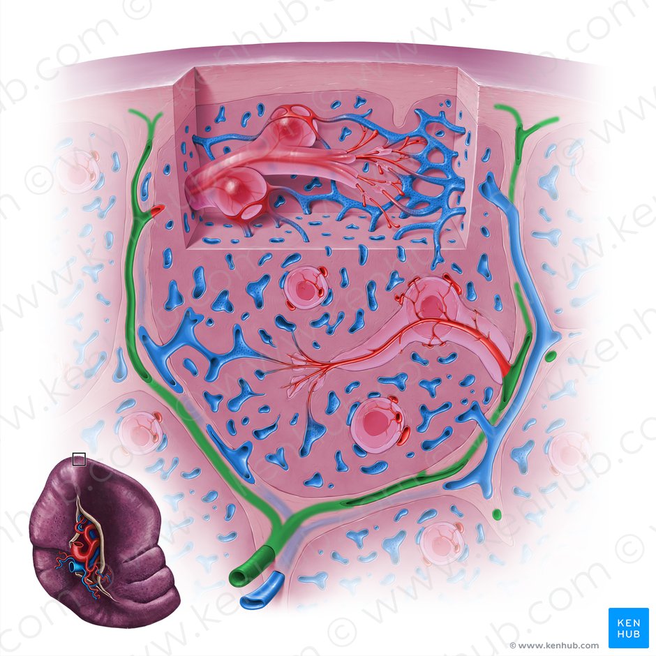 Arteria trabecular del bazo (Arteria trabecularis splenis); Imagen: Paul Kim