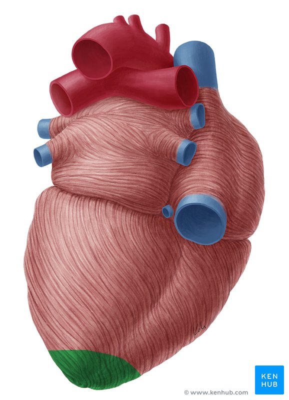 Heart auscultation and percussion: Anatomy and technique ...