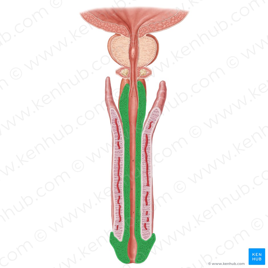 Corpo esponjoso do pênis (Corpus spongiosum penis); Imagem: Samantha Zimmerman