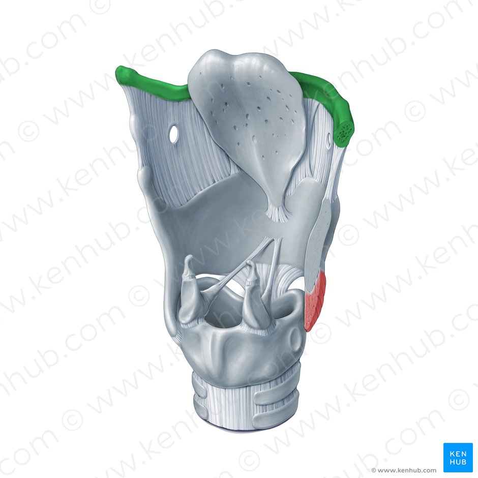 Hyoid bone (Os hyoideum); Image: Paul Kim