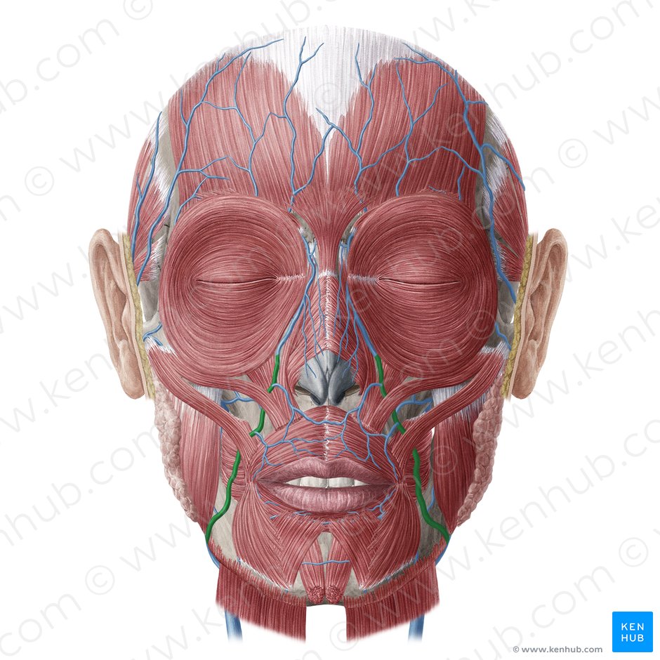 Facial vein (Vena facialis); Image: Yousun Koh