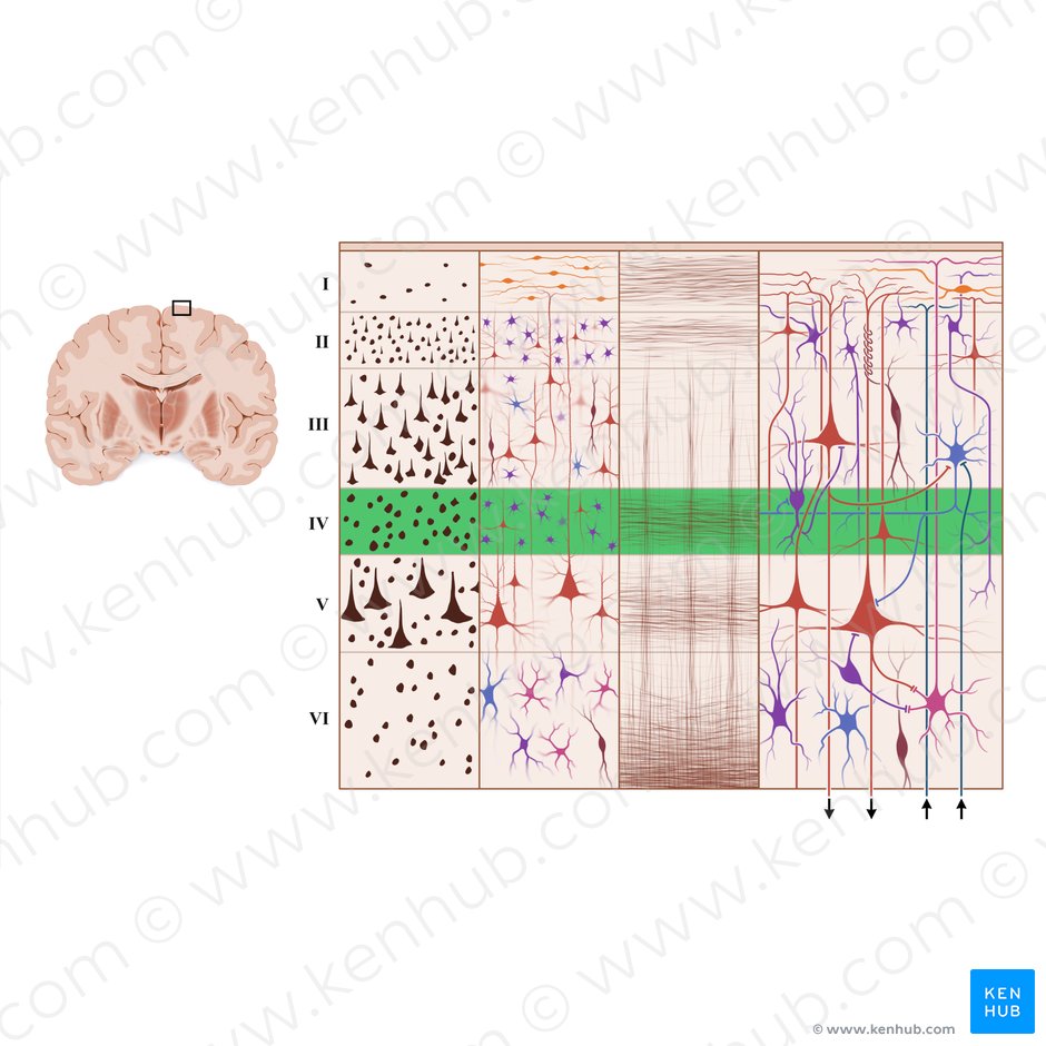 Capa granular interna de la corteza cerebral (Lamina granularis interna); Imagen: Paul Kim