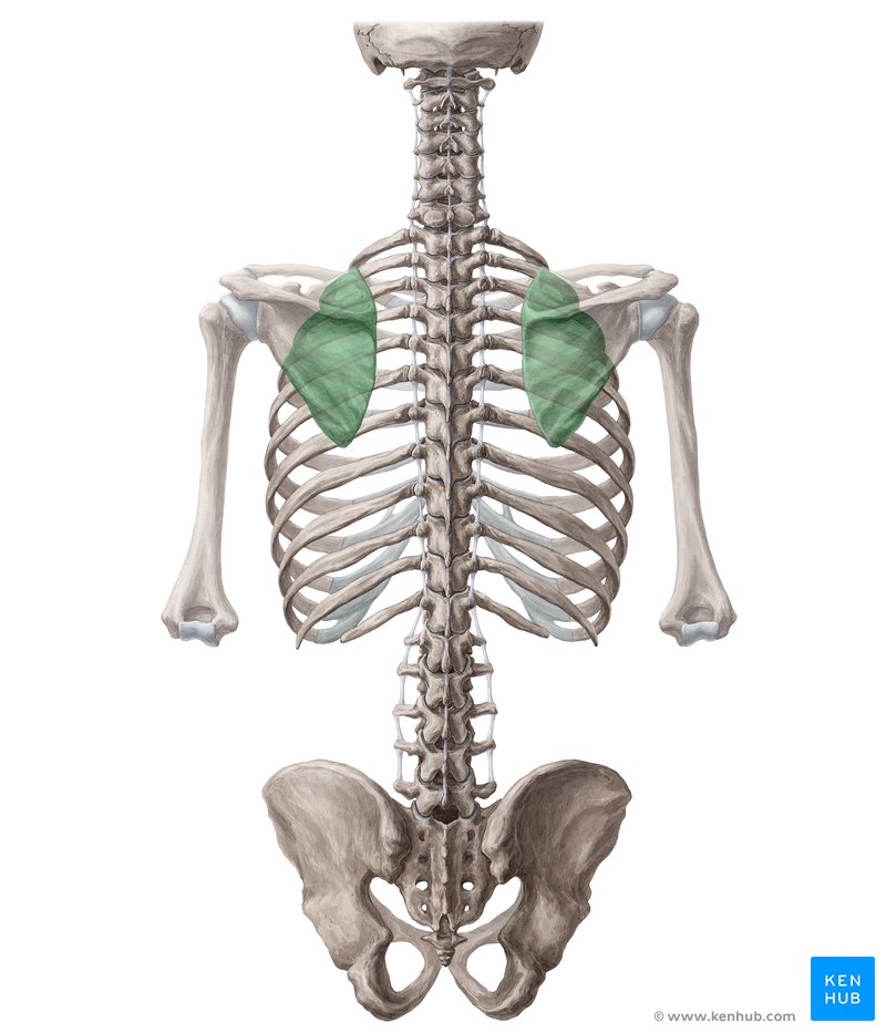 Scapulothoracic joint: Anatomy, function | Kenhub