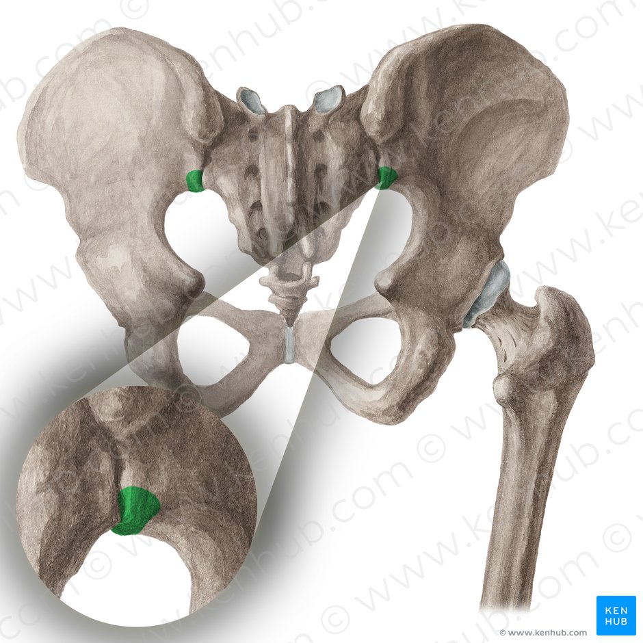 Posterior inferior iliac spine (Spina iliaca posterior inferior); Image: Liene Znotina