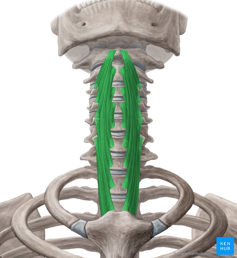 Longus colli muscle: Origin, insertion, actions | Kenhub