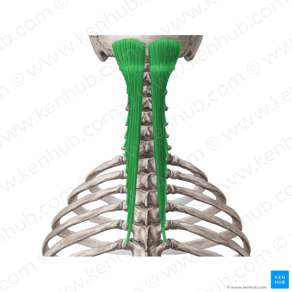 Musculus semispinalis capitis (Halbdornmuskel des Kopfs); Bild: Yousun Koh