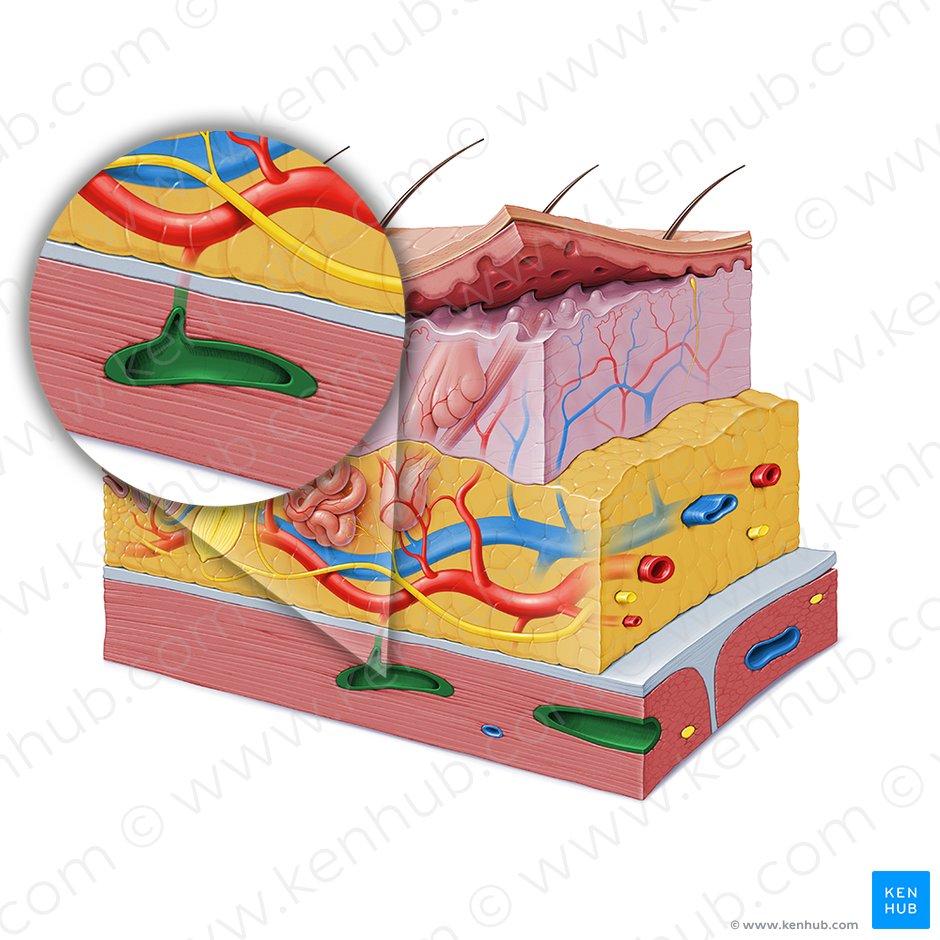 Intramuscular artery (Arteria intramuscularis); Image: Paul Kim