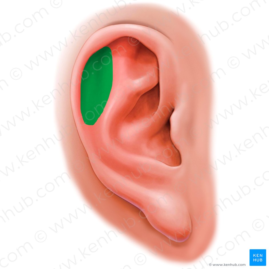 Escafa auricular (Scapha auriculae); Imagem: Paul Kim