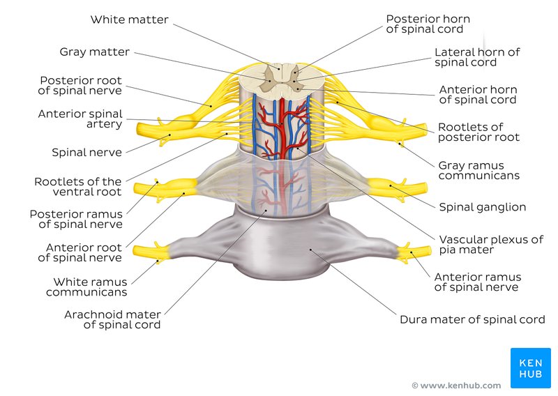 Spinal meninges diagram
