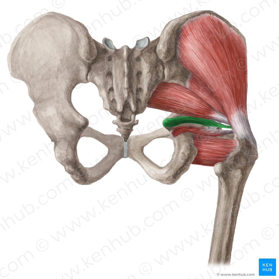Superior gemellus muscle (Musculus gemellus superior); Image: Liene Znotina
