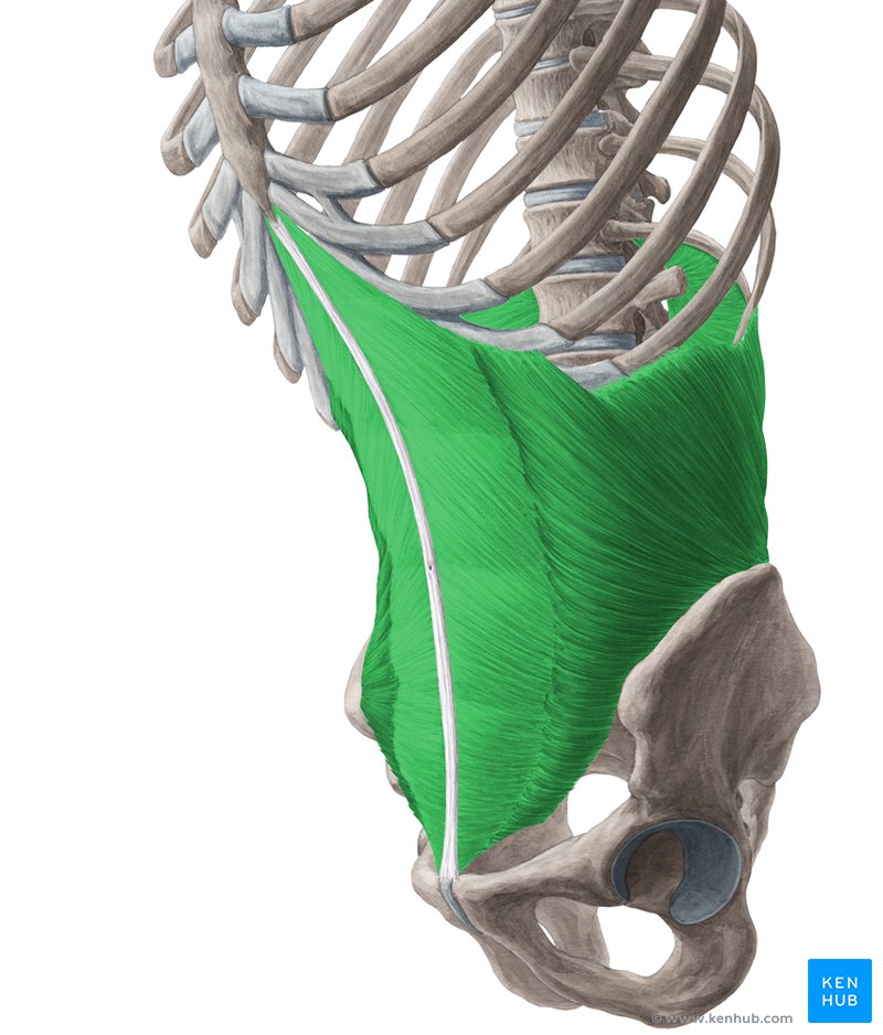 Internal oblique, external oblique, transversus muscle | Kenhub