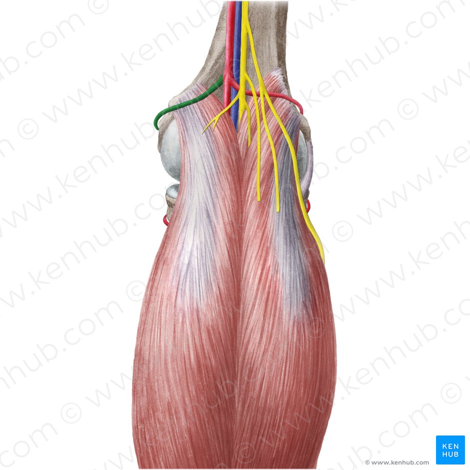 Arteria superior medialis genus (Obere innere Kniearterie); Bild: Liene Znotina