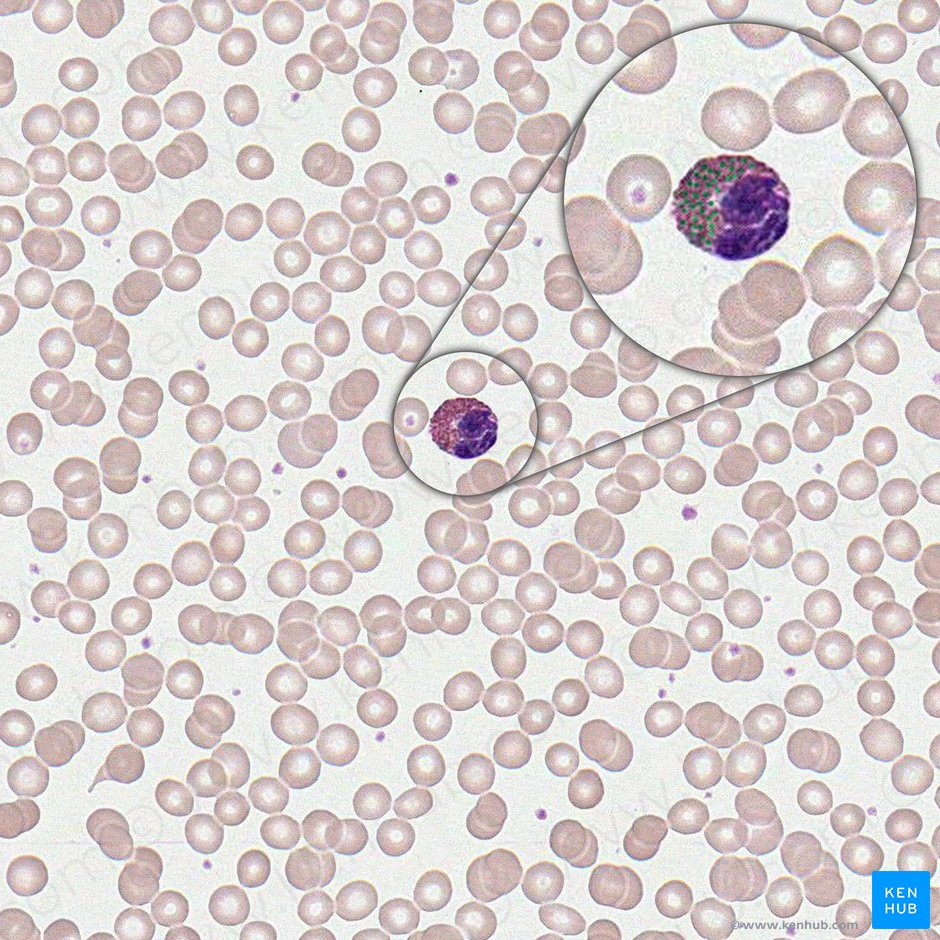 Granulocitos eosinófilos (Granula eosinophili); Imagen: 