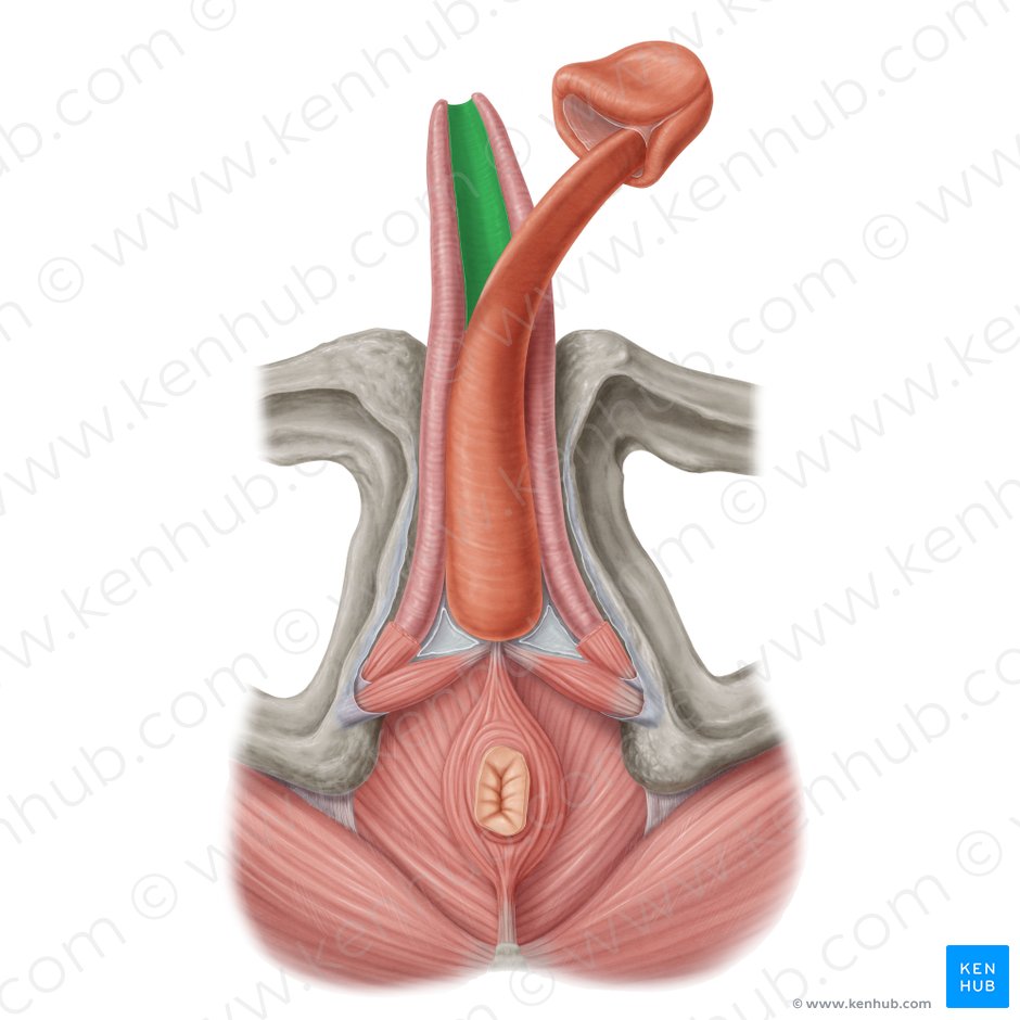Porción intracavernosa de la fascia profunda del pene (Septum intercavernosum fasciae penis profundae); Imagen: Samantha Zimmerman