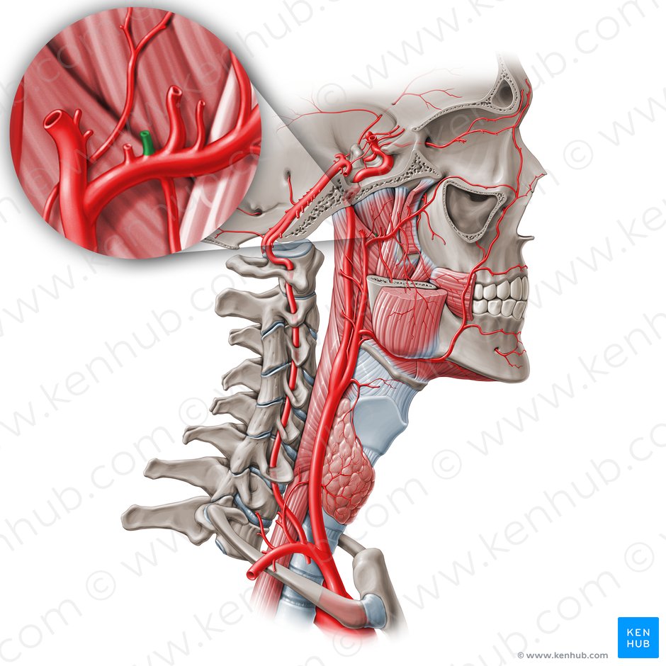 Arteria timpánica anterior (Arteria tympanica anterior); Imagen: Paul Kim