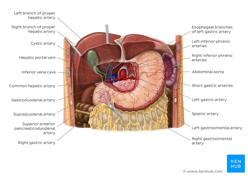 Arteries of the stomach, liver, and spleen - anterior view