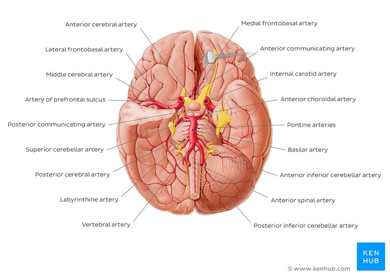 Arteries of the brain and Circle of Willis diagram
