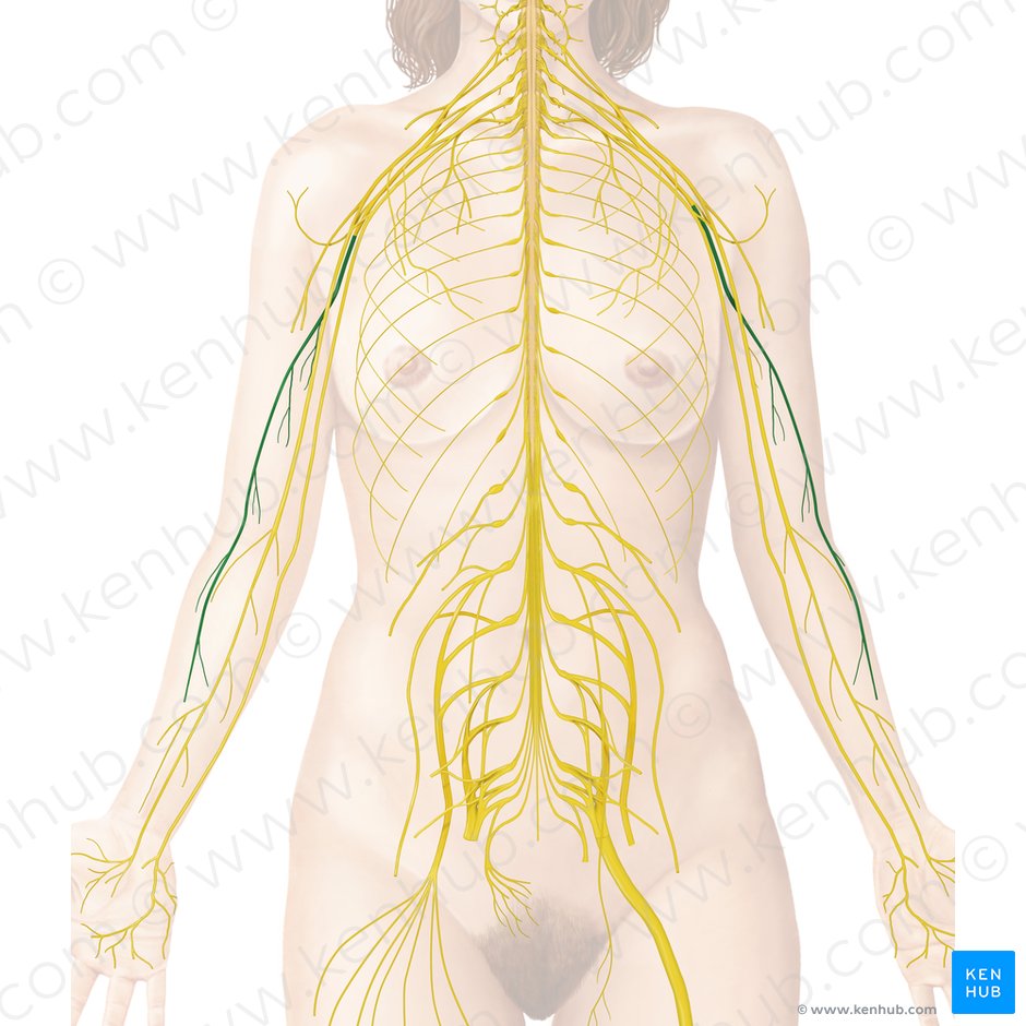 Radial nerve (Nervus radialis); Image: Begoña Rodriguez